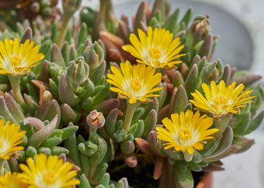 succulent plant in bloom 