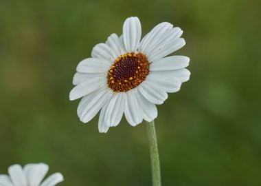 daisy in the meadow