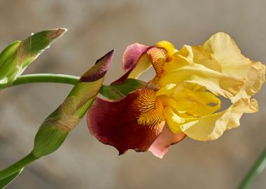 iris gladiolus in bloom