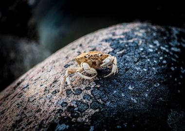 crab