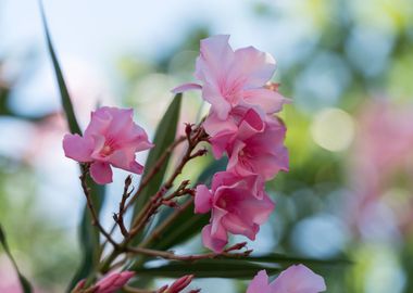 pink oleander in the garde