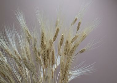 wheat ears in the farm