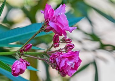 pink oleander in the garde