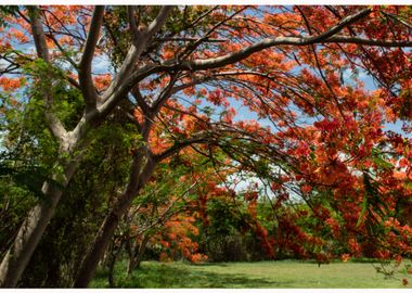 Under the shadow of the flamboyant