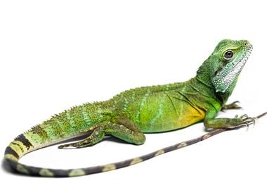 Pretty Lizard