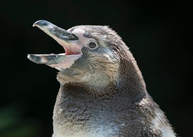 humboldt penguin walking o