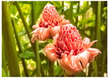 Beautiful ginger flowers