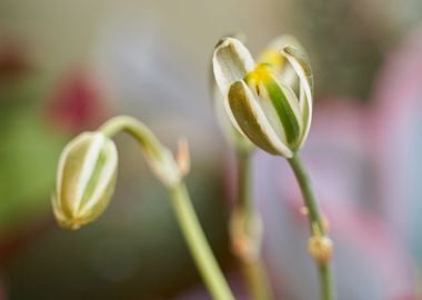 succulent plant in bloom i