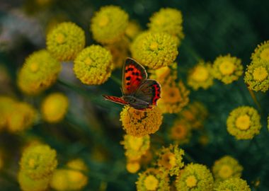 Butterfly in Spain