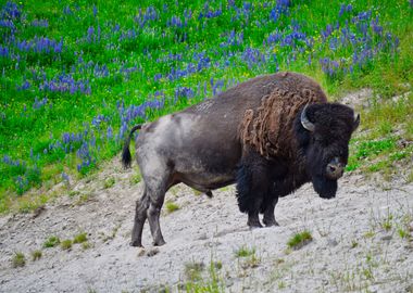 Yellowstone Buffalo