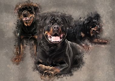 Rottweiler  - Metzgerhund 