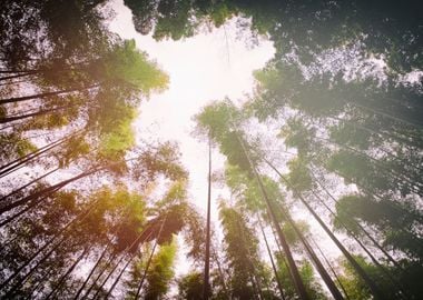 Bamboo forest landscape