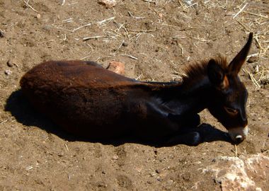 Baby Donkey