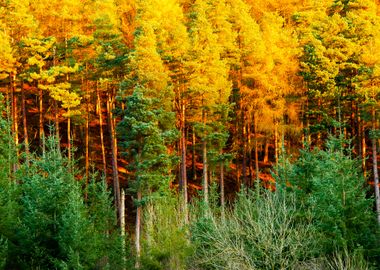 Yellow Trees