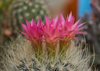 succulent plant in bloom i