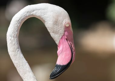 pink flamingo in the farm