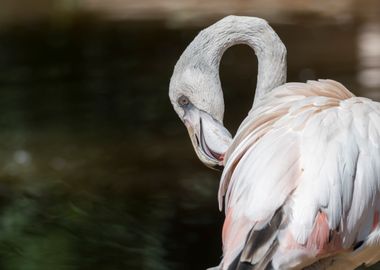 flamingo in the farm