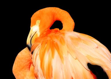 Orange Flamingo in Repose