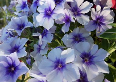 Flowers purple and white