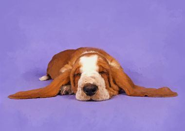 Basset Hound Puppy