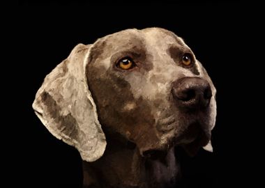 Weimaraner