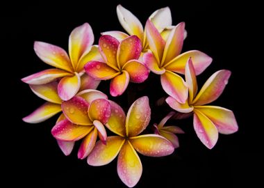 Colorful frangipani