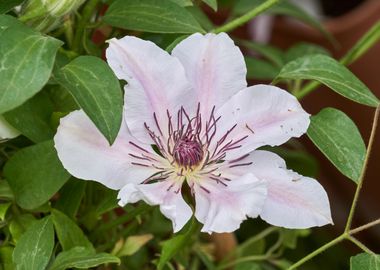 clematis flower in the gar