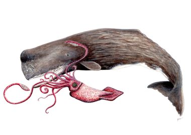 Sperm whale and squid