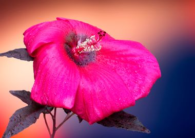 isolated hibiscus in bloom