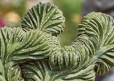 succulent plant in bloom