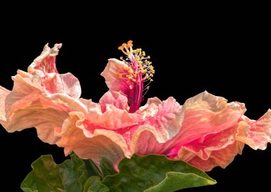 isolated hibiscus in bloom