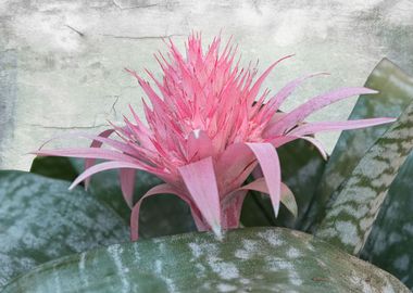 isolated pink aechmea 