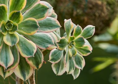 succulent plant in bloom