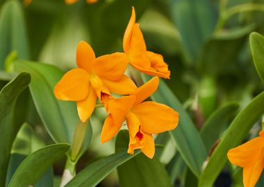 orchid in bloom