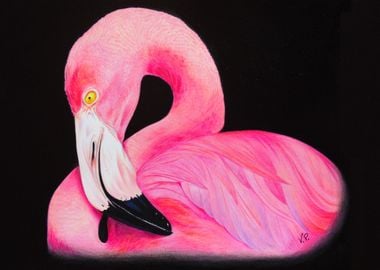 Flamingo