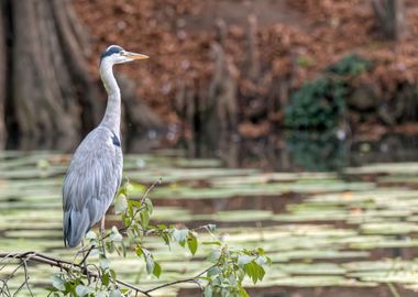 grey heron resting on pond