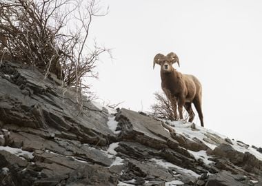 Big Horn Sheep