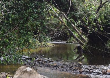 Rain Forest Sabana River