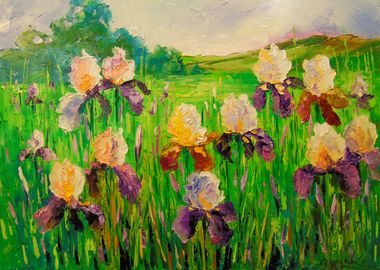 Irises in the field