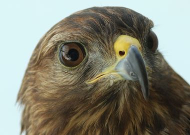 Peregrine falcon