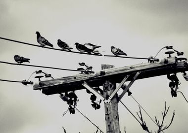 Bird On The Wires