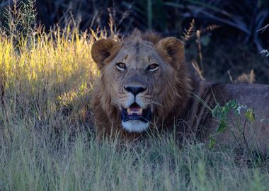 Male Lion