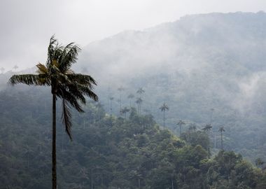 Cocora 2