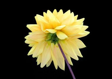 Yellow Dahlia