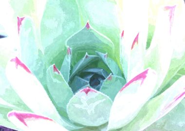 Succulent Green Pink