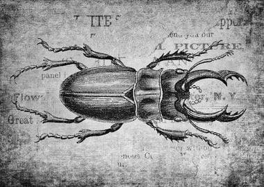 Vintage Stag Bettle