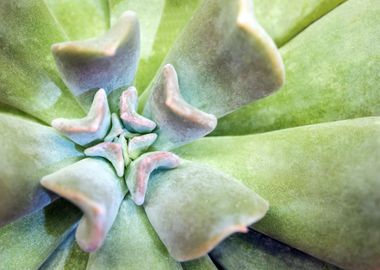 Succulent plant closeup