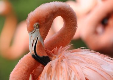 The American flamingo