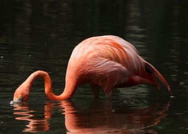 The American flamingo