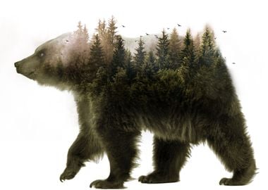 Bear Nature Forest Animal